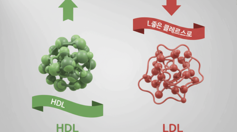 HDL 좋은 콜레스테롤과 LDL 나쁜 콜레스테롤의 차이를 보여주는 인포그래픽
