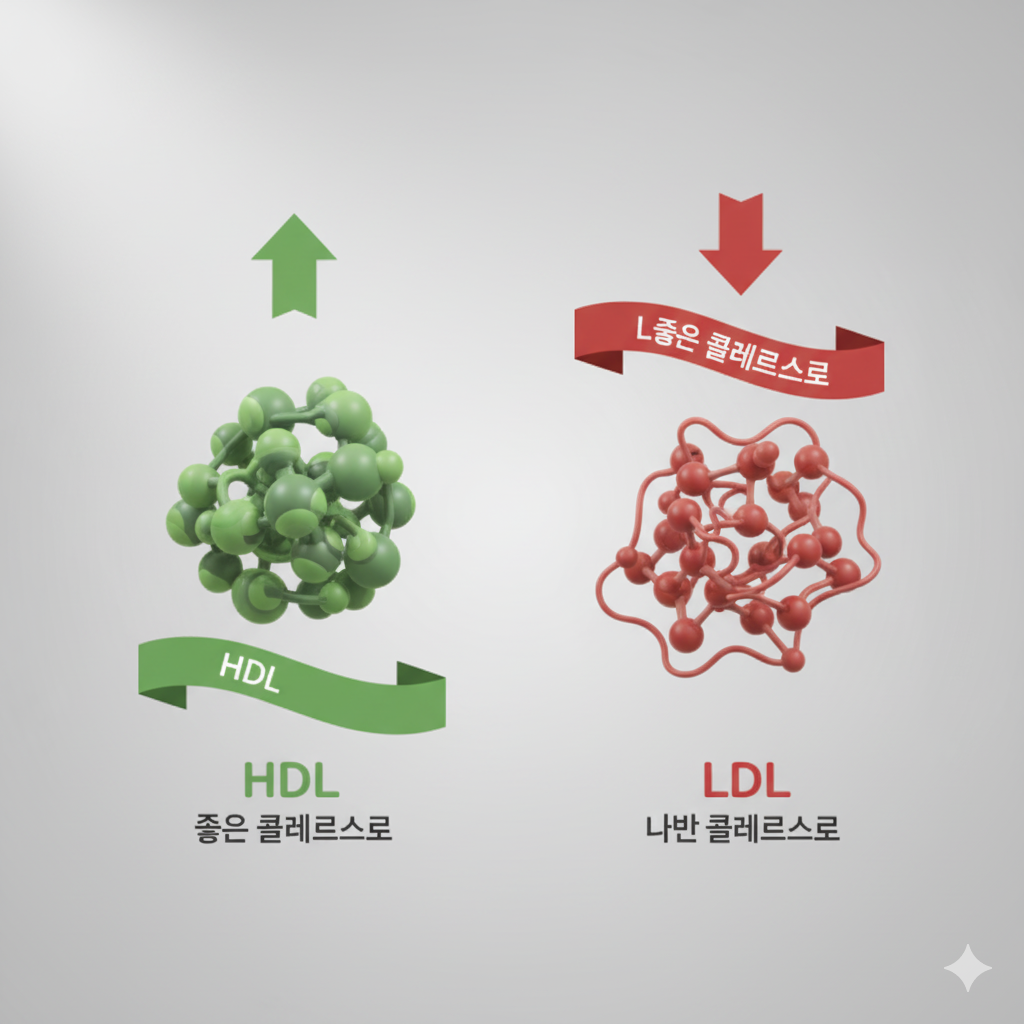 HDL 좋은 콜레스테롤과 LDL 나쁜 콜레스테롤의 차이를 보여주는 인포그래픽